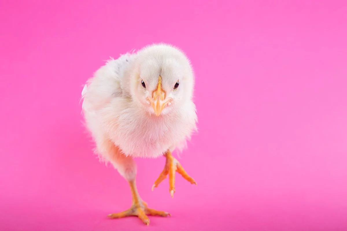 Macht Euch in diesem Jahr besonders schöne Ostern! 1